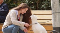 poster-29453-ajuntament-de-barcelona-dogs-s-o-s-236x132