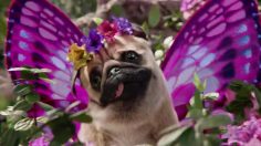 poster-29499-three-oh-snap-puggerfly-236x132