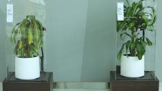 poster-29520-ikea-bully-a-plant-say-no-to-bullying-236x132