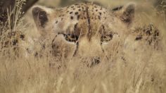 poster-29528-almarai-obesity-is-a-killer-236x132