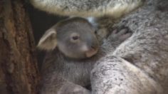 poster-29541-mother-new-york-koala-236x132