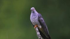 poster-29542-mother-new-york-cuckoo-236x132