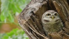 poster-29543-mother-new-york-hungry-moms-236x132