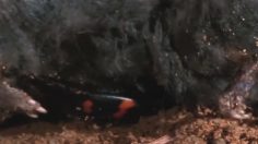 poster-29544-mother-new-york-beetle-236x132