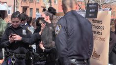 poster-29648-nyc-second-chance-rescue-adopt-protection-promo-236x132