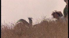 poster-29775-hollywood-chewing-gum-jeunesse-parisienne-236x132