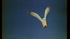 poster-29776-ultra-brite-fluor-le-grand-saut-2-236x132