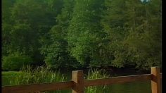 poster-29800-le-chat-lessive-le-petit-coin-de-nature-236x132