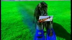 poster-29810-lycos-fr-le-chien-236x132