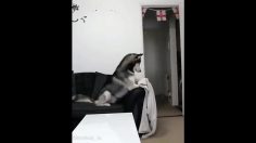 poster-29845-pet-sos-what-the-fluff-challenge-236x132