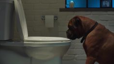 poster-29882-kohler-jealous-dog-236x132