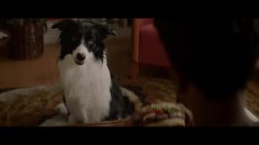 poster-29904-burger-king-dogpper-236x132