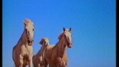 poster-30028-adidas-sport-2000-course-sur-la-plage-236x132