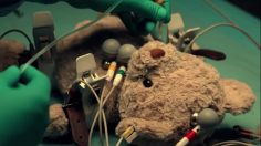 poster-30081-peta-bear-236x132