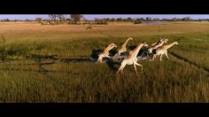 poster-30091-over-above-africa-a-guardian-236x132