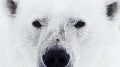 poster-30104-wwf-fight-for-your-world-236x132