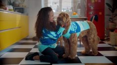 poster-30125-cesar-tthe-sweater-collection-designed-by-dogs-236x132