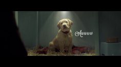poster-30138-pedigree-season-of-good-dog-236x132