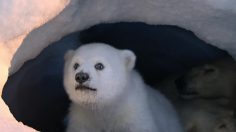 poster-30201-dancing-on-ice-polar-bear-and-squirrel-236x132