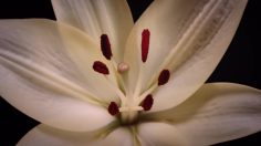 poster-30294-sncf-merci-tout-naturellement-236x132