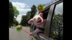 poster-30314-geico-maxwell-the-pig-236x132