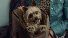 poster-30319-axe-ice-chill-whoa-whoa-whoa-236x132