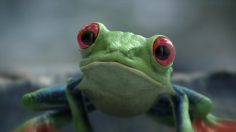 poster-30381-nikon-la-grenouille-236x132