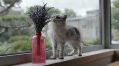 poster-30453-samsung-firewase-firevase-236x132