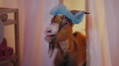 poster-30514-jaffa-cakes-jaffa-whaaaaat-236x132