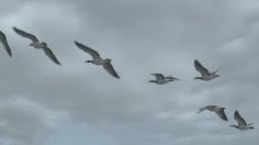 poster-30522-france-televisions-publicite-les-oies-236x132