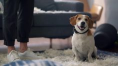 poster-30525-peugeot-208-poppy-236x132