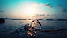 poster-30542-sea-shepherd-pollution-d-avril-236x132