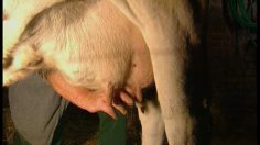 poster-9098-luminou-la-vache-236x132