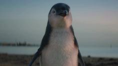 CW-Bank-of-Melbournejpg-1-236x132