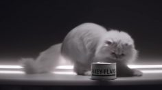 poster-30561-petco-cleaning-house-236x132