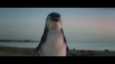 poster-30565-bank-of-melbourne-if-you-have-the-will-we-have-the-way-236x132