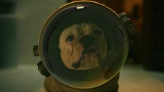 poster-30569-panasonic-indoor-air-quality-space-dog-236x132