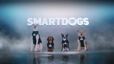 poster-30581-geico-smartdogs-236x132