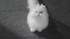 poster-30595-specsavers-paws-236x132