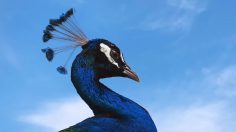 poster-30623-iphone-earth-day-236x132