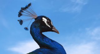 poster-30623-iphone-earth-day-321x175