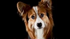 poster-30637-purina-proplan-street-vet-236x132