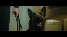 poster-30653-animalife-karma-236x132