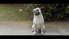 poster-30671-toyota-hybrides-autorechargeables-dog-236x132