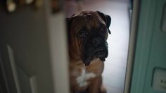 poster-30672-federation-francaise-de-cardiologie-oh-my-dog-236x132