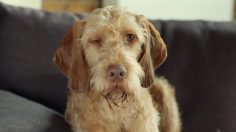 poster-30693-pokerstars-dog-236x132