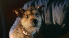 poster-30726-pet-refuge-when-pets-can-t-escape-abuse-neither-can-those-who-love-them-236x132