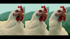 poster-30787-foster-farms-girl-group-236x132