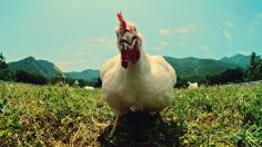 poster-30788-foster-farms-boy-band-236x132