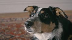 poster-30825-quitline-quit-for-your-pets-236x132